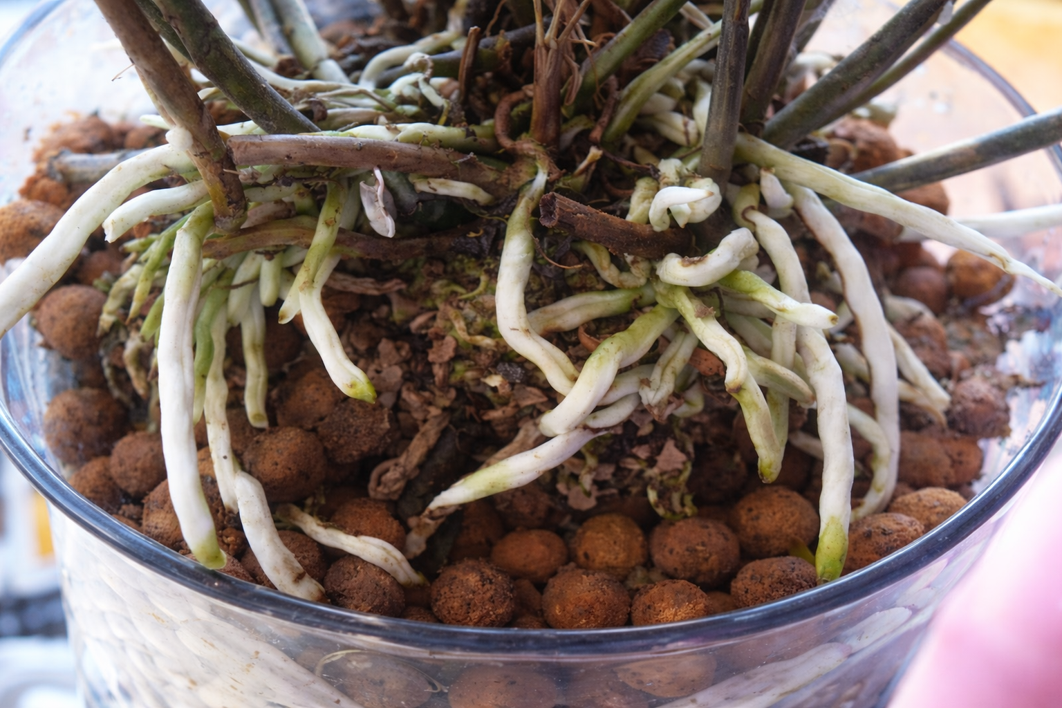 Late Winter Root Check: Should You Repot Now or Wait?