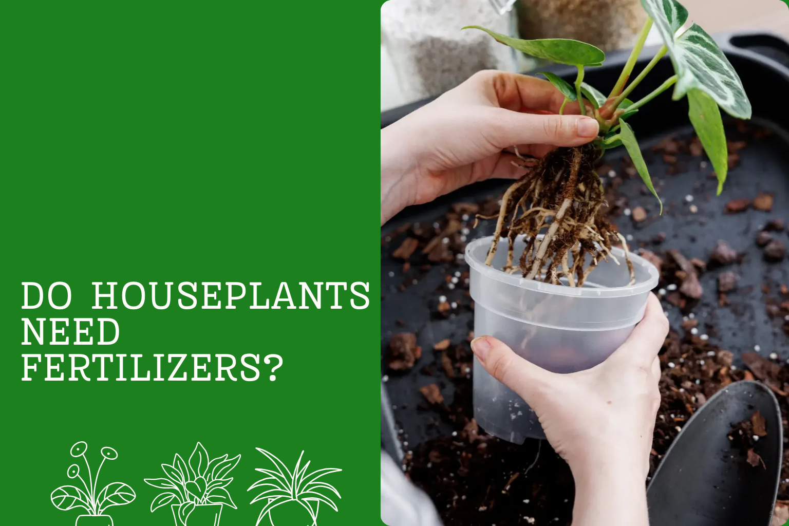 Do houseplants need fertilizers? A plant removed from its pot showing exposed roots