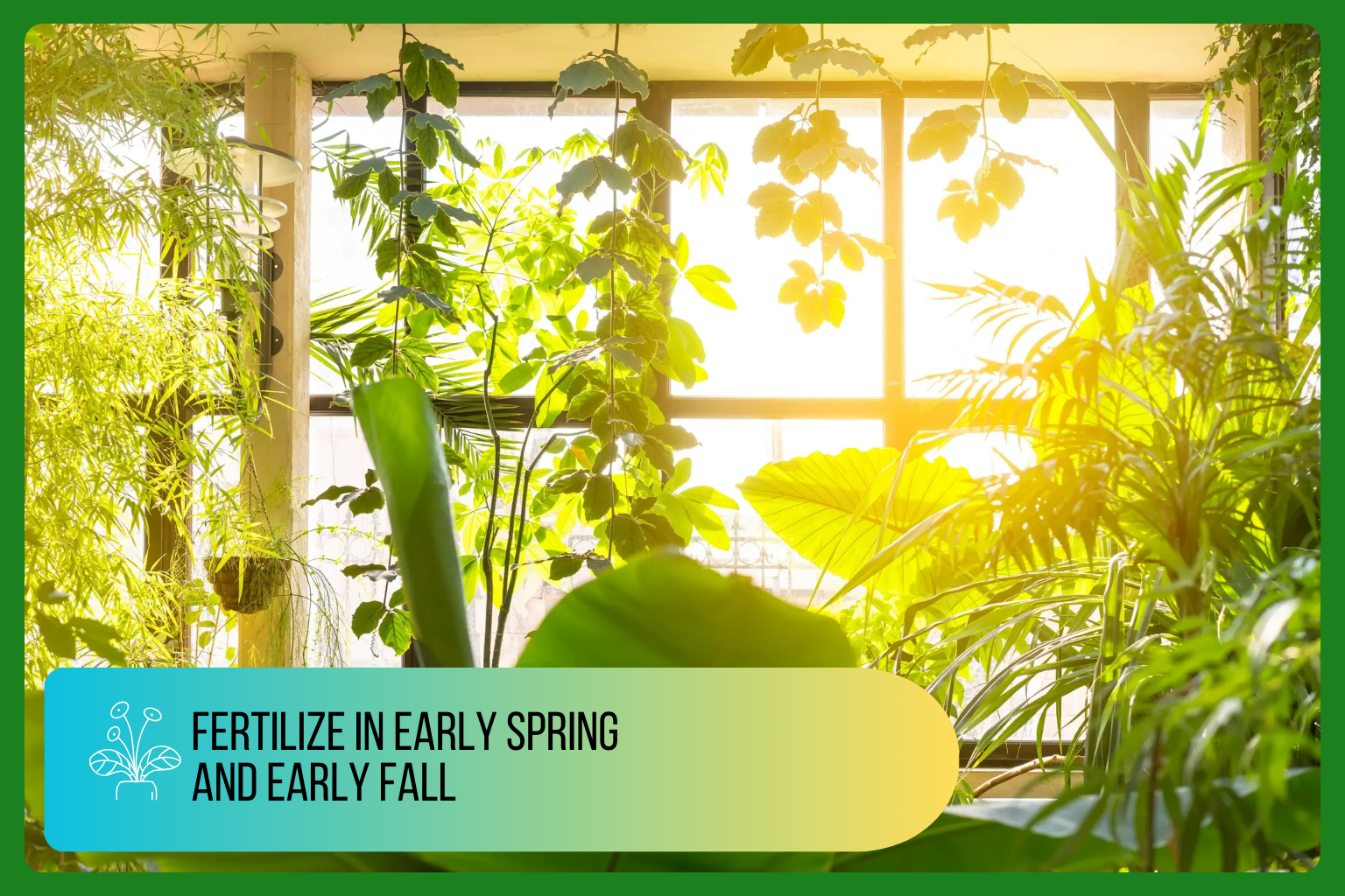 Fertilize in early spring and early fall — lush indoor plants bathed in sunlight