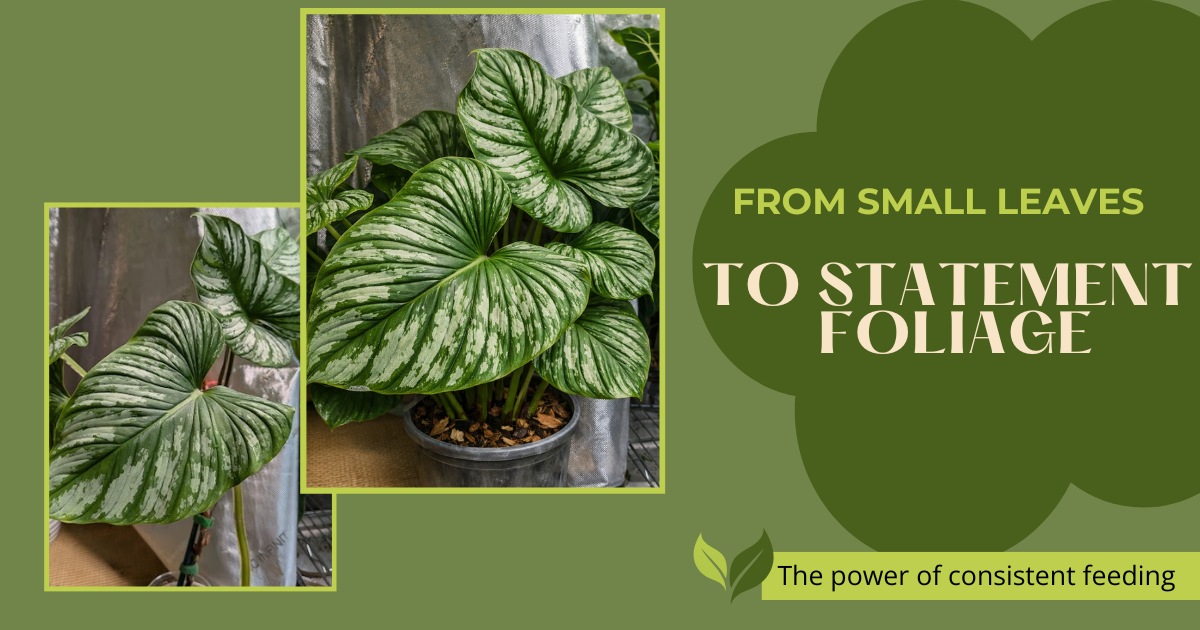 From small leaves to statement foliage — the power of consistent feeding
