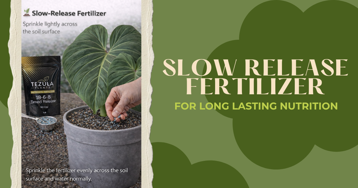 Slow-release fertilizer for long lasting nutrition — sprinkle lightly across the soil surface