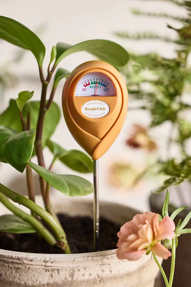 Moisture meter in a potted plant to help assess watering needs