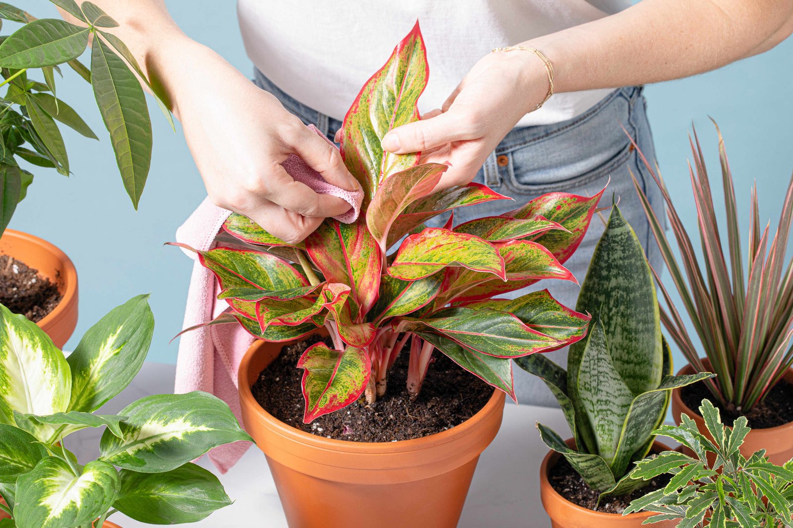 Wiping plant leaves with a cloth to remove dust and prevent pest buildup