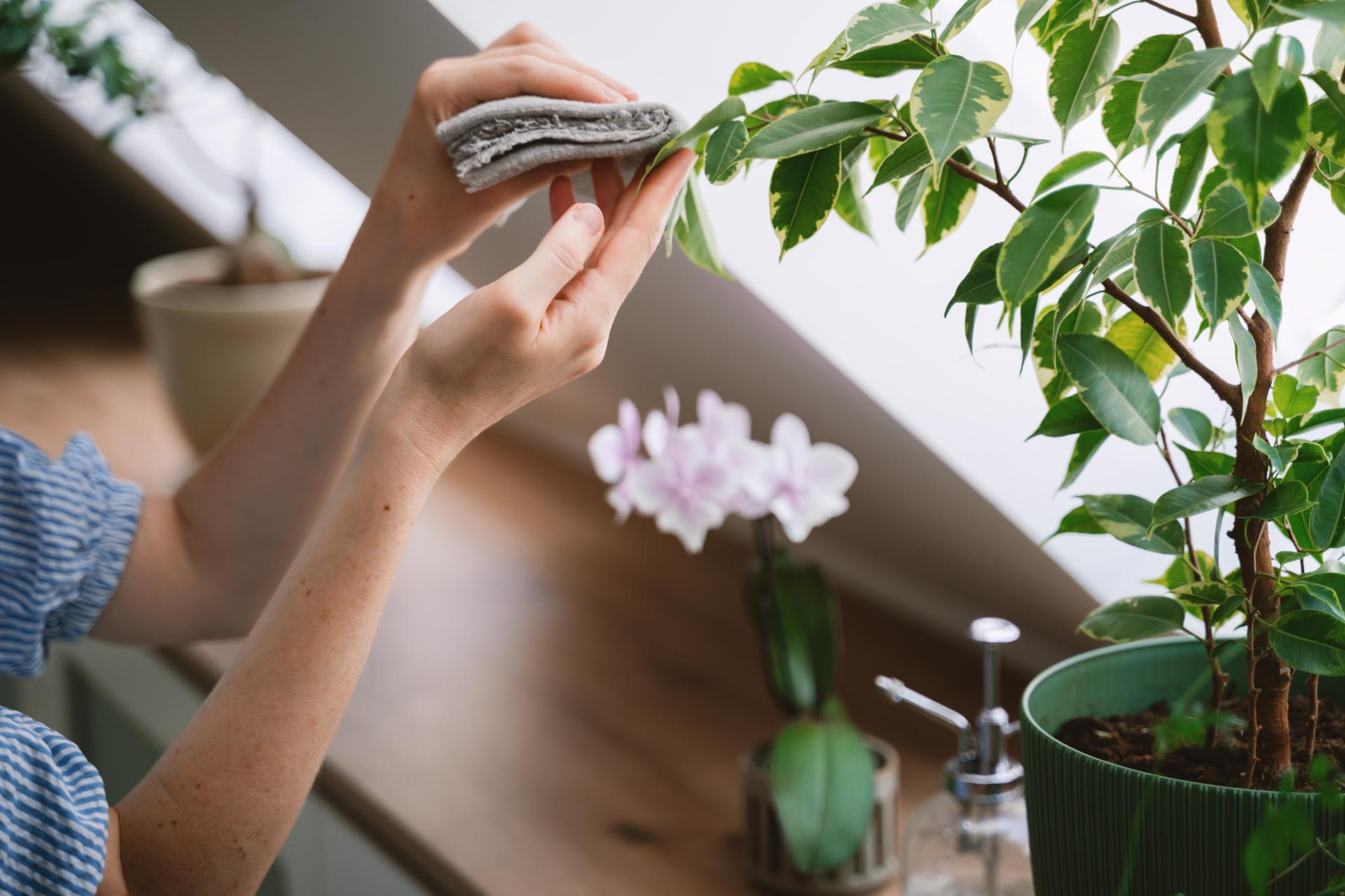 Wiping down a plant leaf with a cloth to remove pests