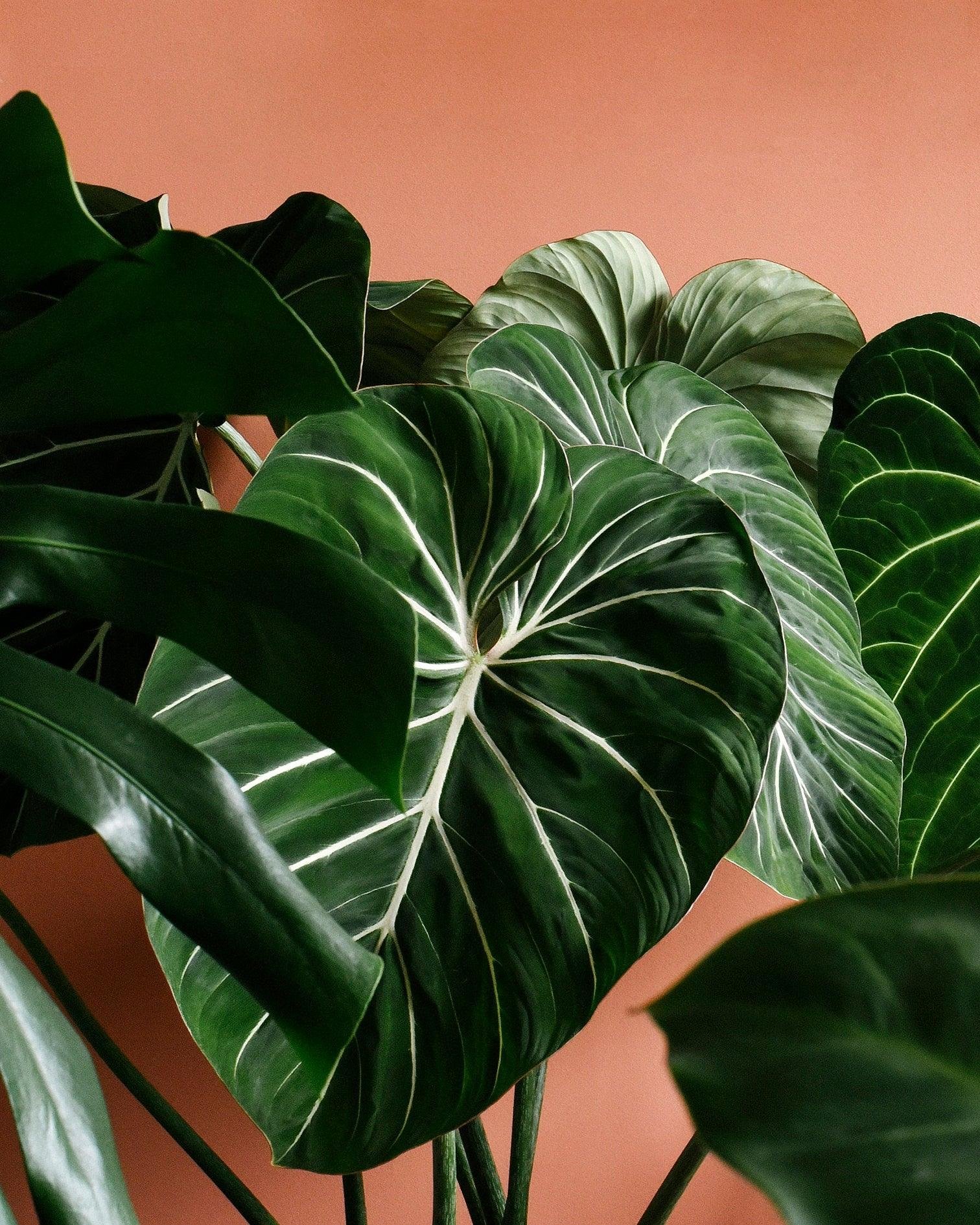 Healthy philodendron foliage — the result of consistent, preventative plant care