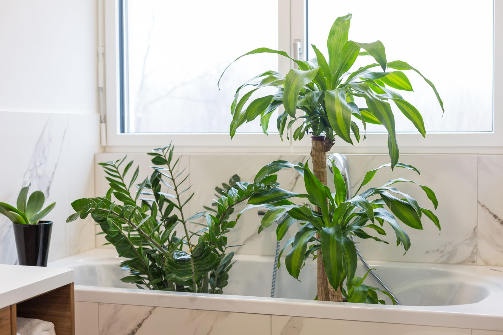 Plants in a bathtub — quarantining new plants to prevent pest spread