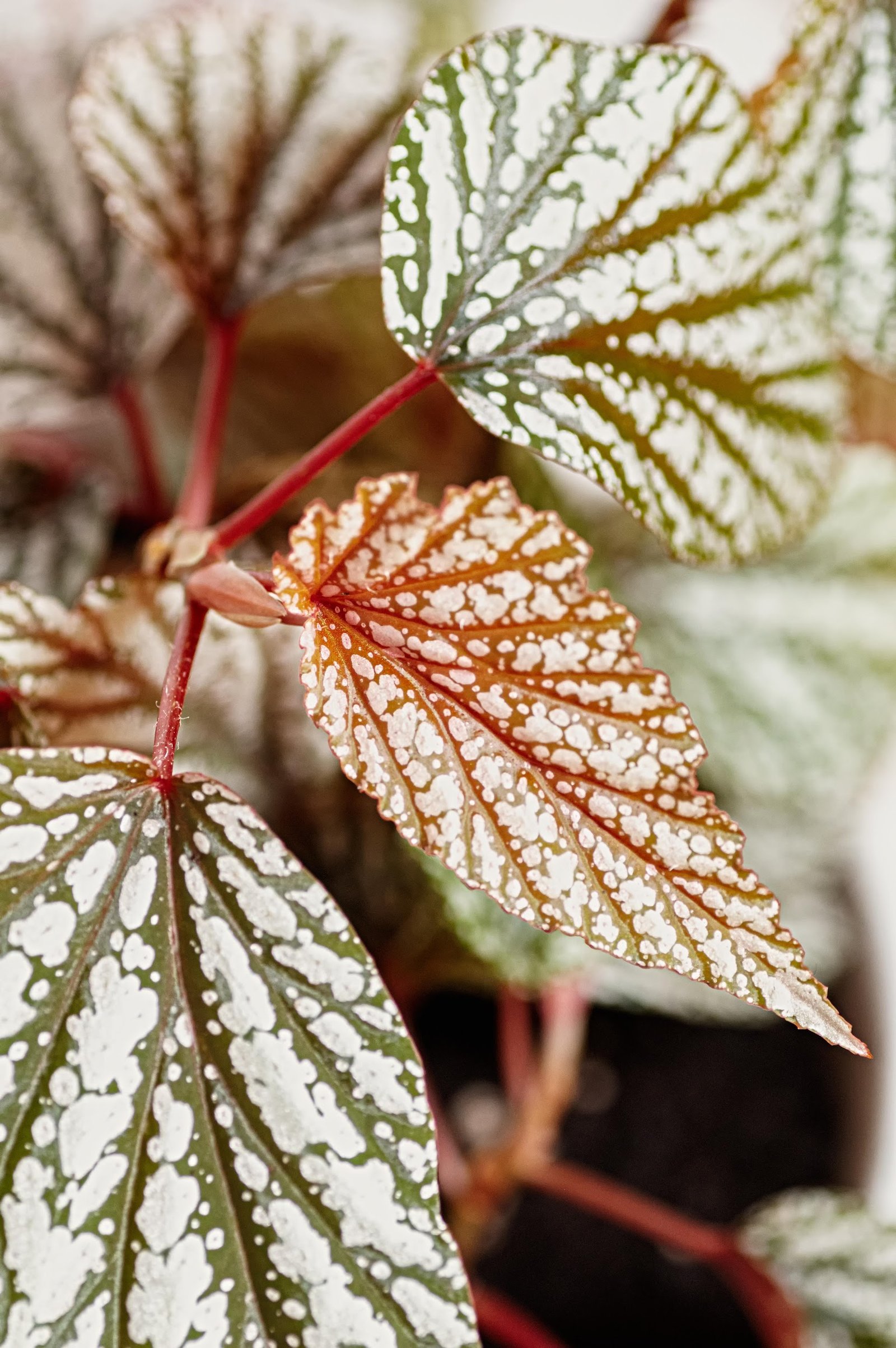 Beautiful begonia leaves with intricate patterns